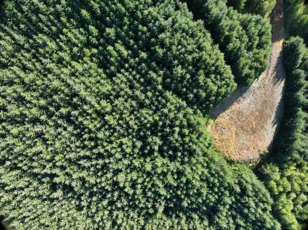 Aerial view of dense forestry where drone LiDAR maps the ground beneath the canopy